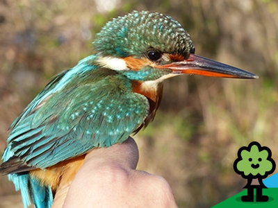 Anillamiento de aves en el Parque Fluvial. Área de Barañain
