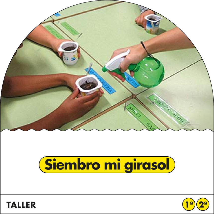 Siembro mi girasol