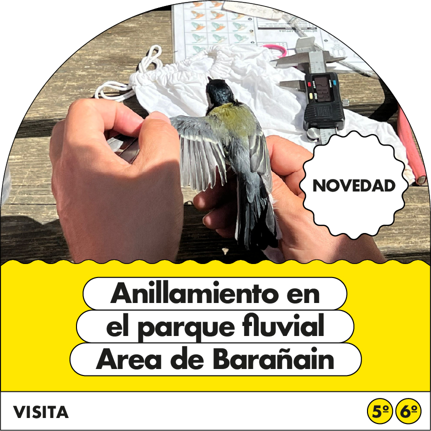 Anillamiento en el Parque Fluvial: Área de Barañáin
