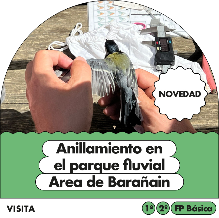Anillamiento en el Parque Fluvial: Área de Barañáin