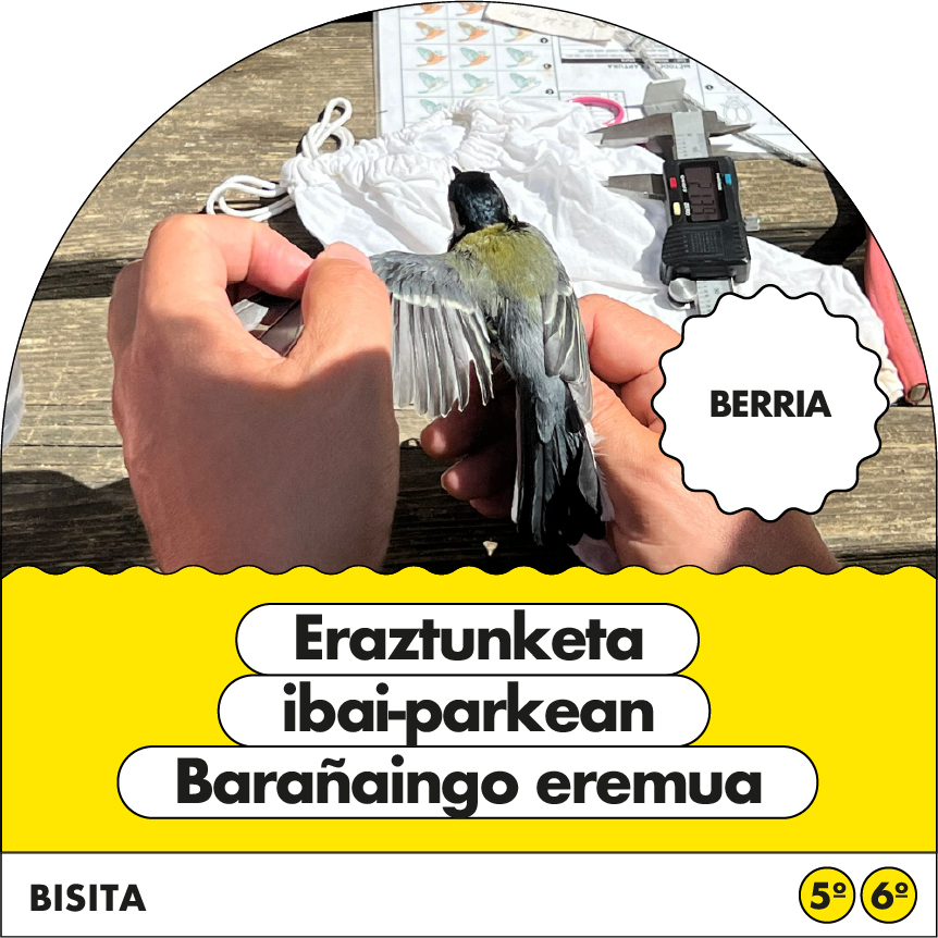 Hegaztien eraztundatzea Ibai Parkean: Barañaingo eremua