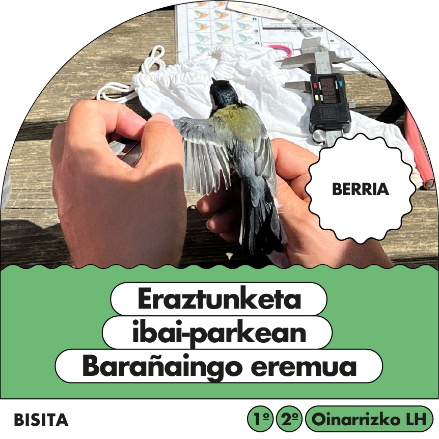 Hegaztien eraztundatzea Ibai Parkean: Barañaingo eremua
