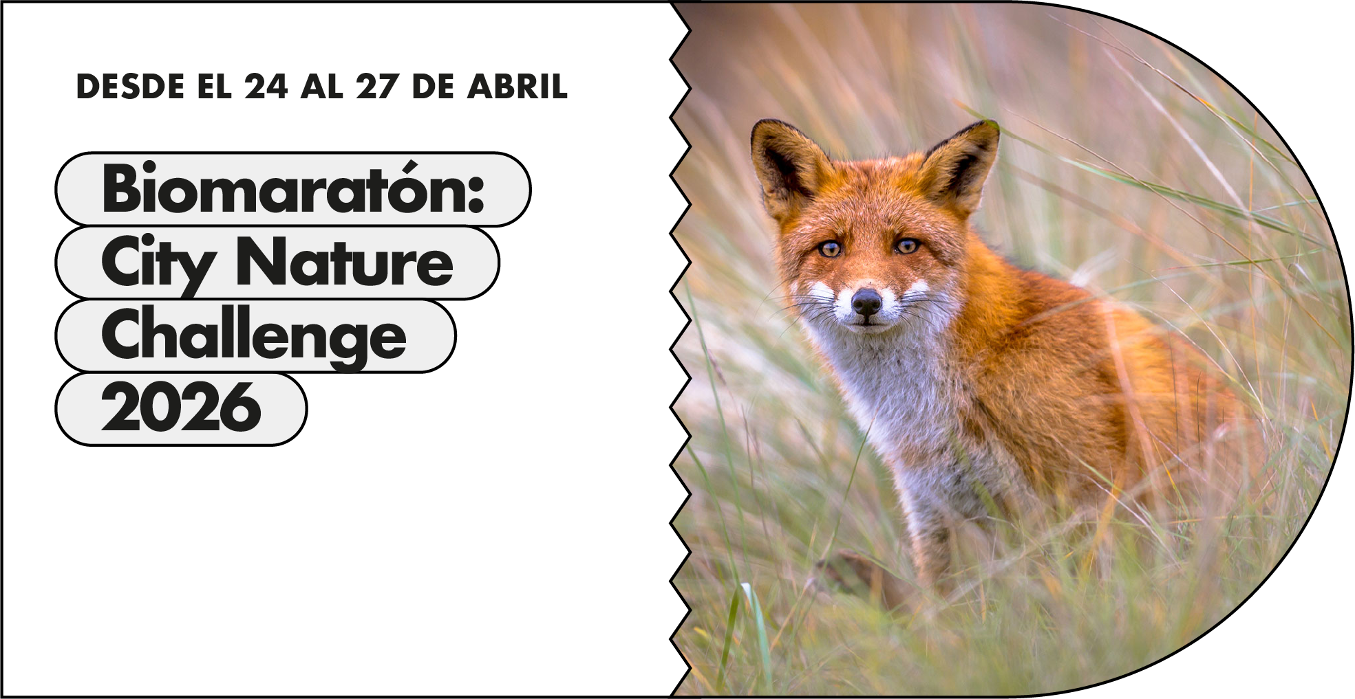 Biomaratón 2026: ciencia ciudadana para descubrir la biodiversidad urbana